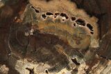 Petrified Wood (Cherry) Slab - McDermitt, Oregon #236157-1